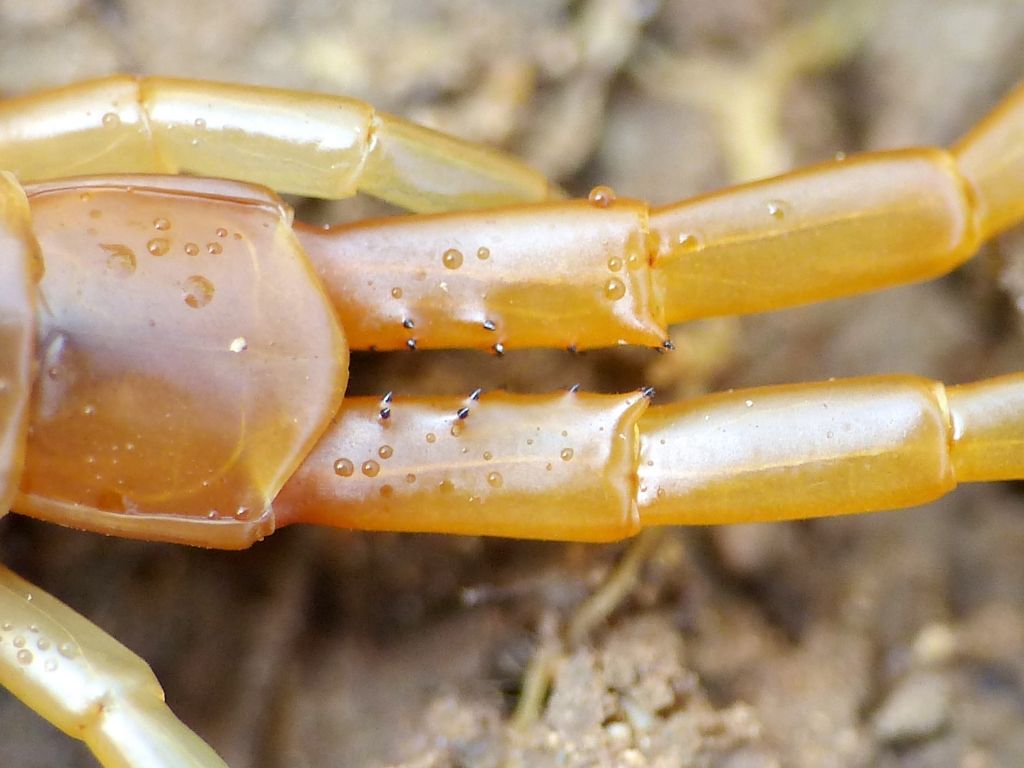 Scolopendra cingulata siciliana